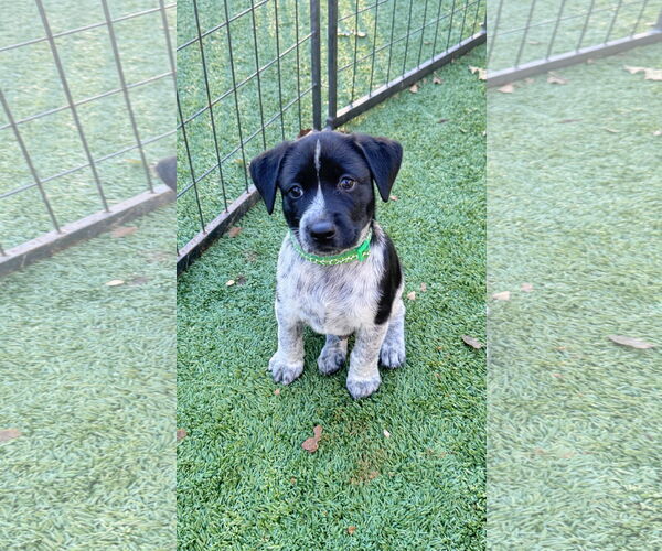 Medium Photo #3 Labrador Retriever-Unknown Mix Puppy For Sale in Fort Worth, TX, USA