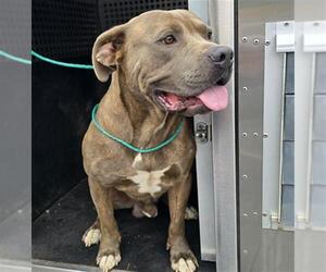 Medium American Pit Bull Terrier