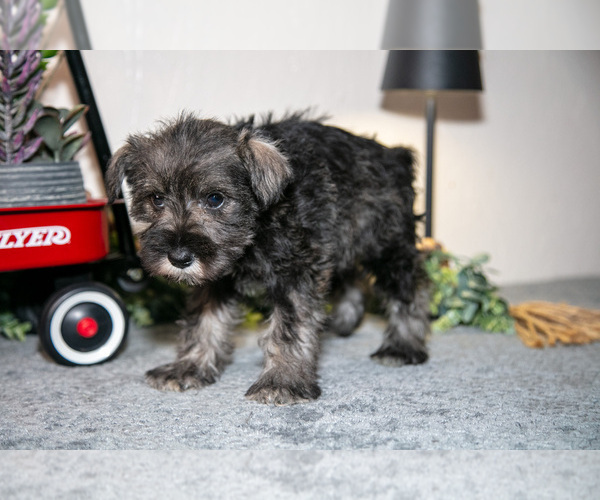 Medium Photo #7 Schnauzer (Miniature) Puppy For Sale in SHILOH, OH, USA