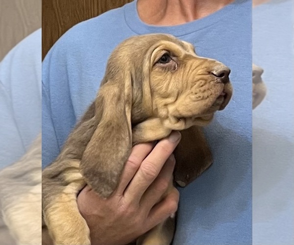 Medium Photo #11 Bloodhound Puppy For Sale in FORT MORGAN, CO, USA