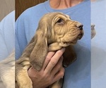 Liver and Tan F - Female Bloodhound Puppy for Sale - Photo #11