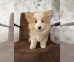 Puppy Bear American Corgi
