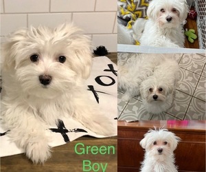 Maltese Puppy for sale in HAMBURG, NY, USA