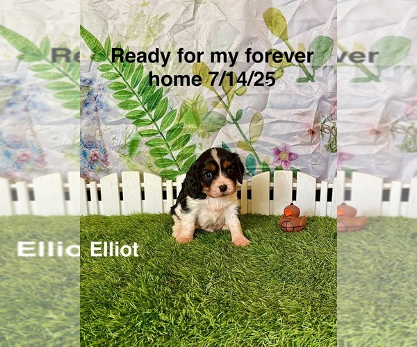 Medium Photo #1 Cavalier King Charles Spaniel Puppy For Sale in MOUNT PLEASANT, MI, USA