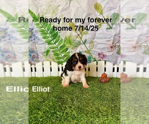 Cavalier King Charles Spaniel Puppy for sale in MOUNT PLEASANT, MI, USA