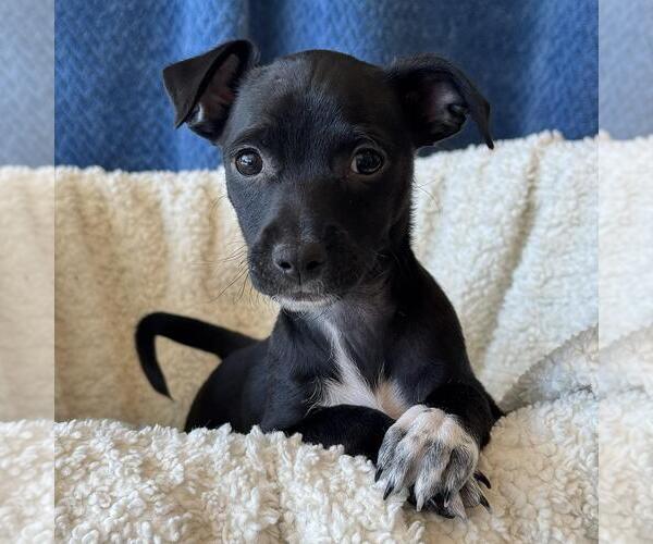 Medium Photo #12 Chihuahua-Colonial Cocker Spaniel Mix Puppy For Sale in San Diego, CA, USA