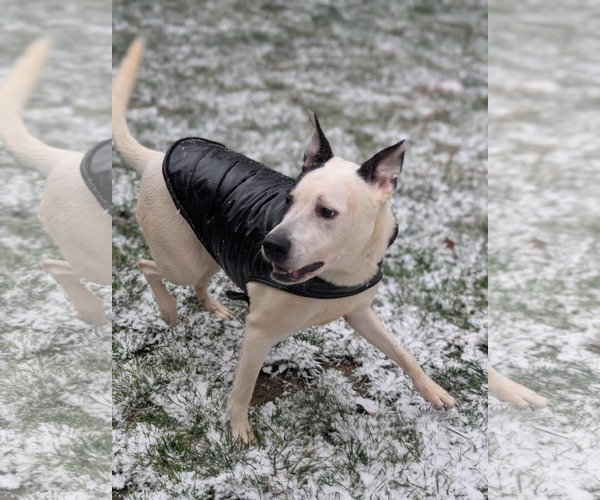 Medium Photo #1 Mutt Puppy For Sale in Holly Springs, NC, USA