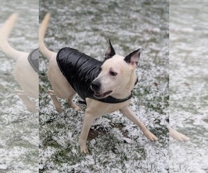 Mutt Dogs for adoption in Holly Springs, NC, USA