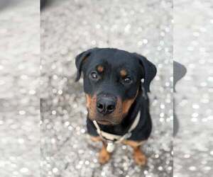 Rottweiler Dogs for adoption in MIDWAY, UT, USA