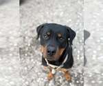 Small Rottweiler