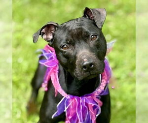 Sammy - Female Mutt Dog for Adoption - Photo #4