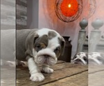 Small Photo #10 Bulldog Puppy For Sale in LAWRENCE, IN, USA