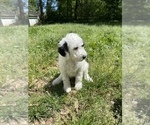 Small Photo #22 Goldendoodle Puppy For Sale in LOTHIAN, MD, USA