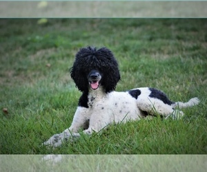 Mother of the Sheepadoodle puppies born on 05/03/2022