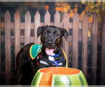 Small #8 Labrador Retriever Mix