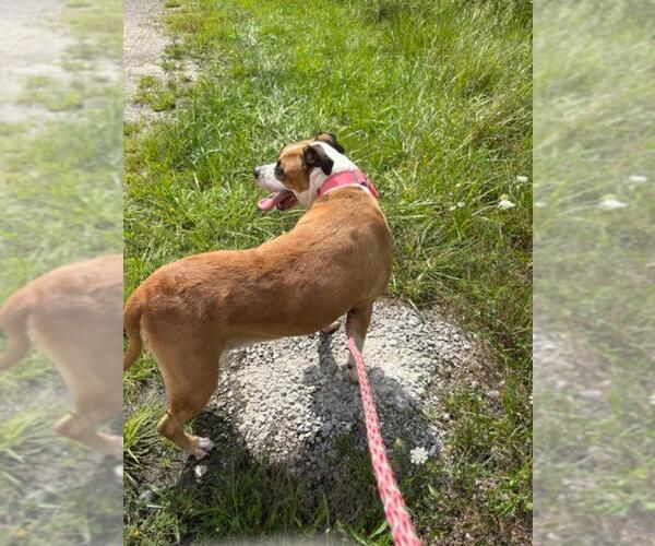 Medium Photo #3 Mutt Puppy For Sale in Rootstown, OH, USA
