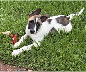 Labrador Retriever-Unknown Mix Dogs for adoption in The Woodlands, TX, USA