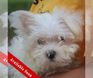 Medium Maltese