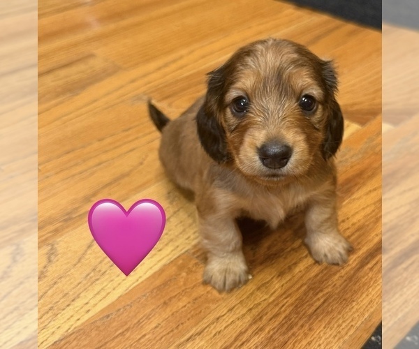 Medium Photo #1 Dachshund Puppy For Sale in AMERICUS, GA, USA