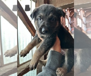 Medium German Shepherd Dog