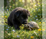 Small #3 German Shepherd Dog