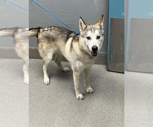 Siberian Husky-Unknown Mix Dogs for adoption in Las Vegas, NV, USA