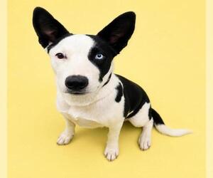 Siberian Husky-Unknown Mix Dogs for adoption in HESPERIA, CA, USA