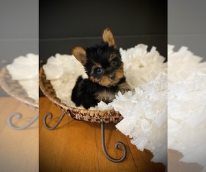 Yorkshire Terrier Puppy for sale in CROSSVILLE, TN, USA