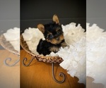 Small Yorkshire Terrier