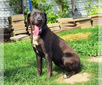 Small #2 Labrador Retriever Mix
