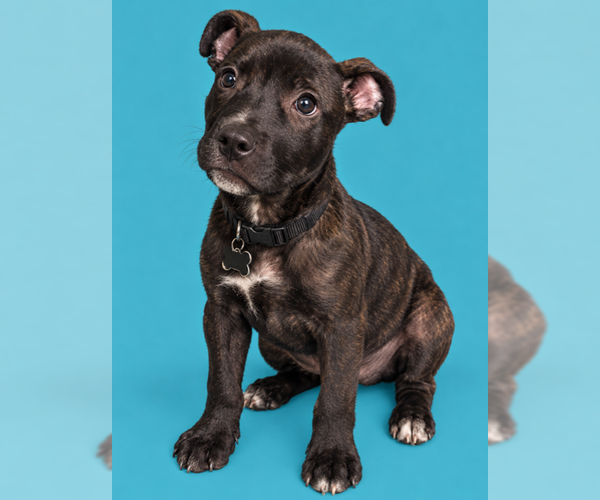 Medium Photo #1 American Staffordshire Terrier-Unknown Mix Puppy For Sale in Holly Springs, NC, USA