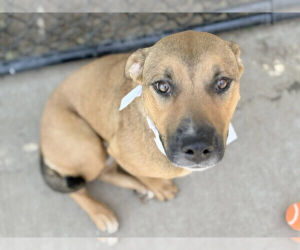 Medium Photo #3 Mutt Puppy For Sale in Tulsa, OK, USA
