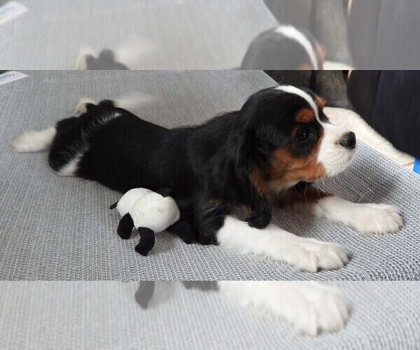 Medium Photo #4 Cavalier King Charles Spaniel Puppy For Sale in CARLISLE, KY, USA