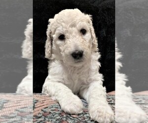 Labradoodle-Poodle (Miniature) Mix Puppy for sale in CARNEGIE, PA, USA