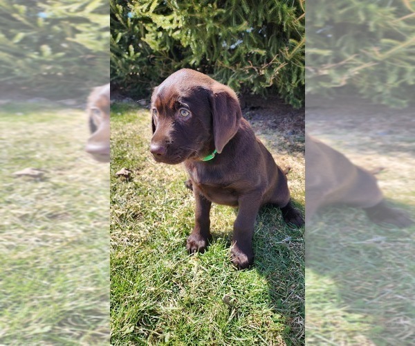 Medium Photo #7 Labrador Retriever Puppy For Sale in GREENWOOD, WI, USA
