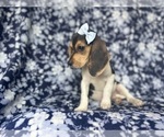 Small #2 Beagle
