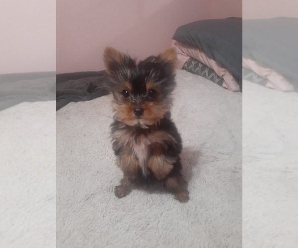 Medium Photo #3 Yorkshire Terrier Puppy For Sale in DINUBA, CA, USA