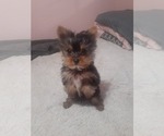 Small Photo #3 Yorkshire Terrier Puppy For Sale in DINUBA, CA, USA