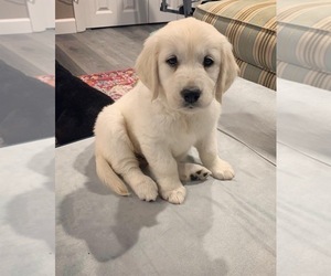 Golden Retriever Puppy for sale in CHESHIRE, CT, USA
