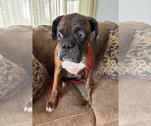 Gemma - Female Boxer Dog for Adoption - Photo #9