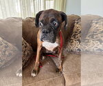 Small #8 Boxer