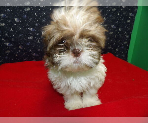 Medium Photo #3 Shih Tzu Puppy For Sale in PATERSON, NJ, USA