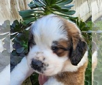 Puppy BROWN Saint Bernard