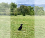 Small #4 Shepradors