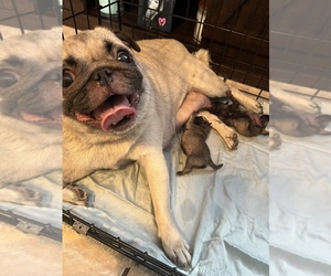 Pug Puppy for sale in DEBARY, FL, USA