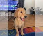 Small #3 Golden Retriever