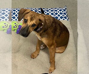 Mutt Dogs for adoption in Sterling, MA, USA