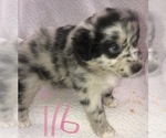 Small #10 Australian Shepherd