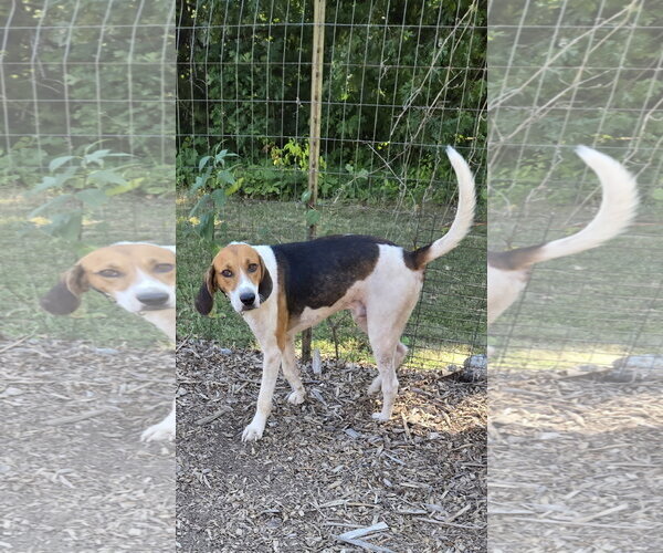 Medium Photo #6 Mutt Puppy For Sale in Rustburg, VA, USA