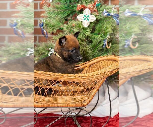 Full screen Photo #3 Belgian Malinois Puppy For Sale in CONYERS, GA, USA